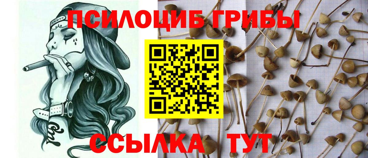 Галлюциногенные грибы Psilocybe Алейск